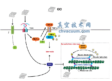 氧化石墨烯诱导巨噬细胞死亡的机制示意图