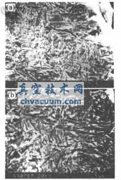 �����������֯��Ӱ��