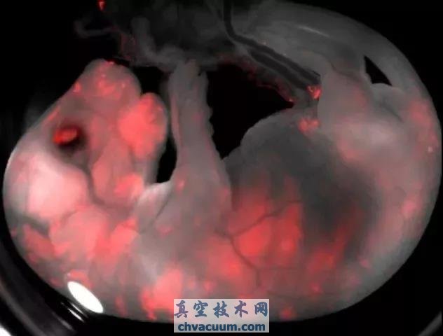 ͬʱ�����д����С��ϸ������̥