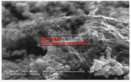 CNT 阴极表面形貌的SEM照片